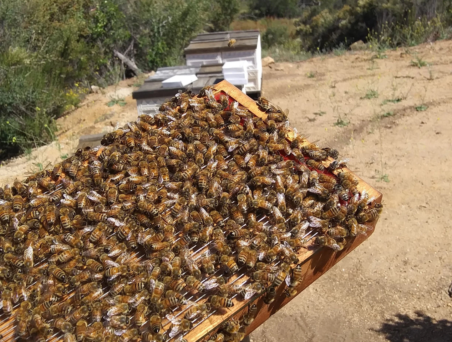 Bee Venom Serum BULK