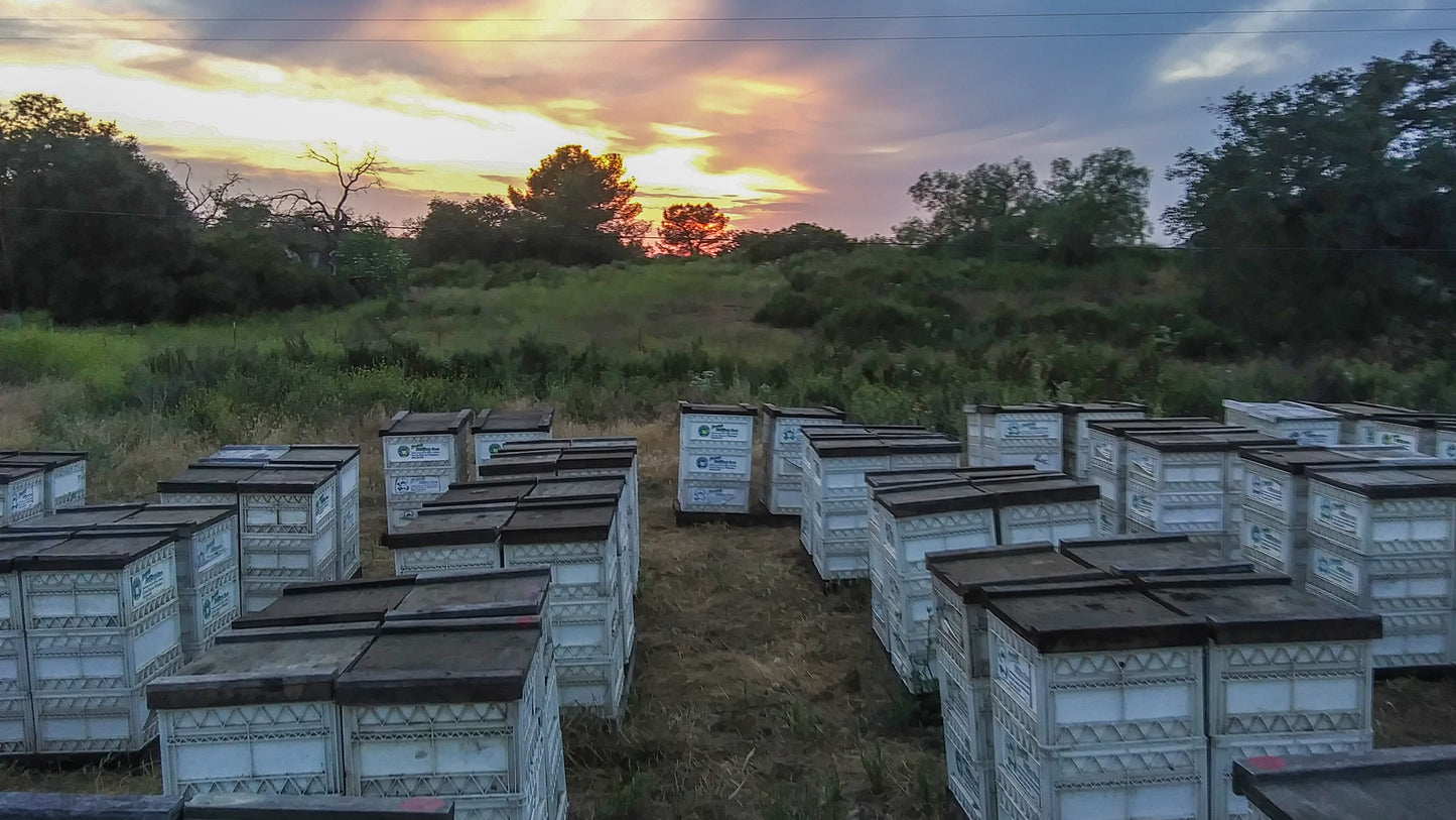 APIS Bee Venom Serum BULK