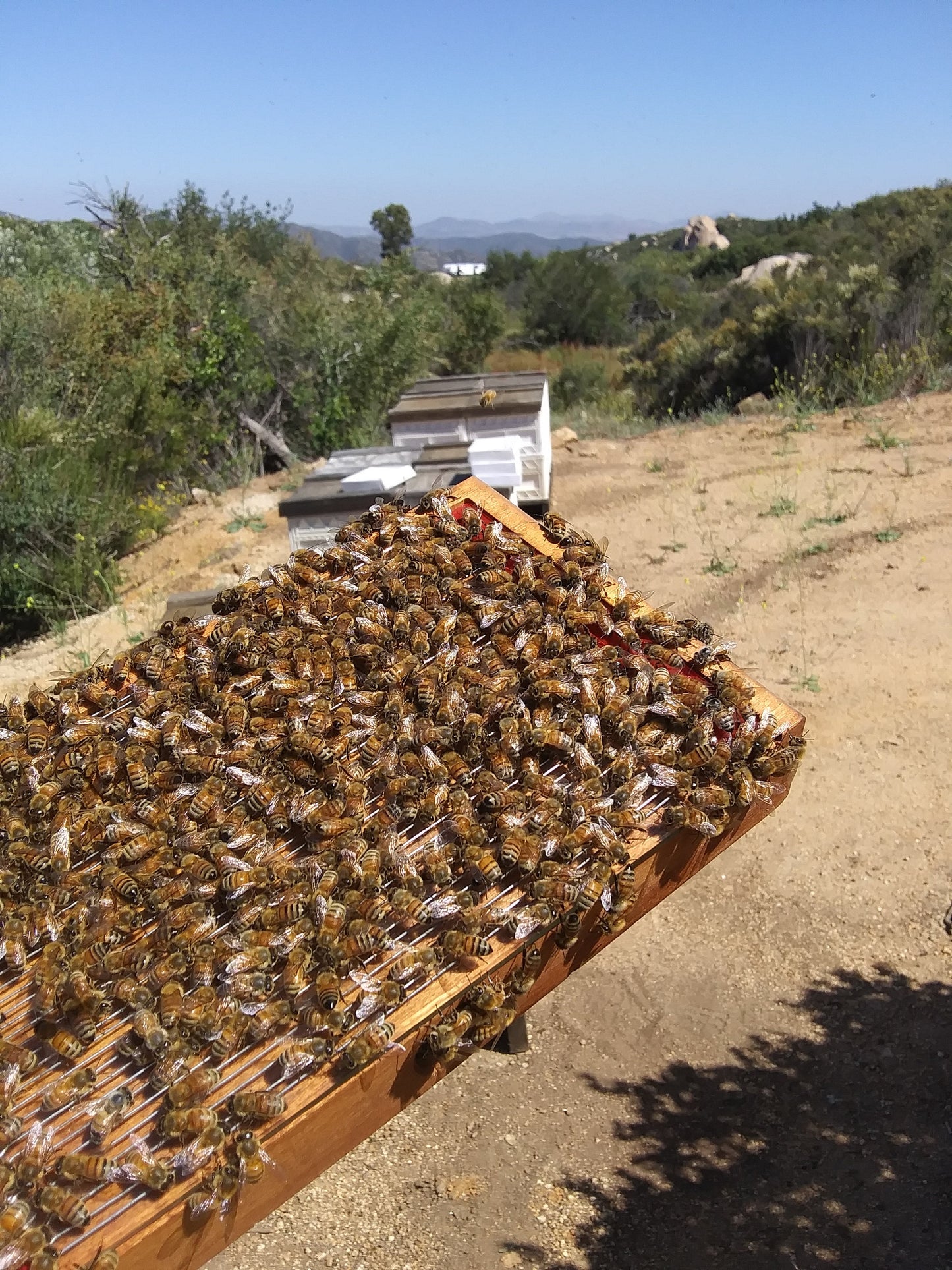 APIS Bee Venom Cream