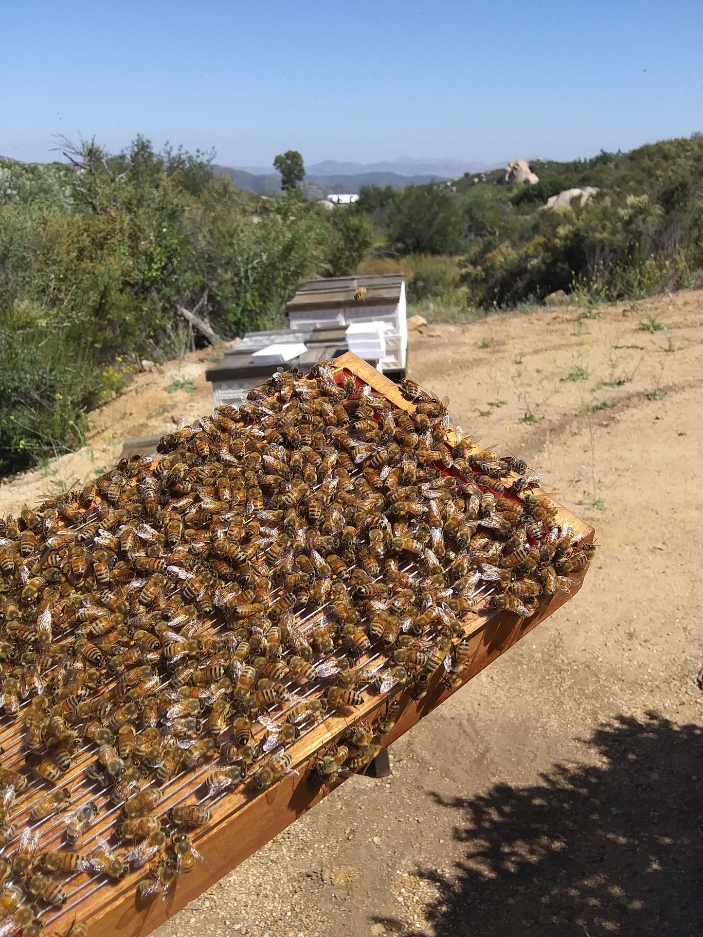 APIS Bee Venom Serum W/ Manuka Honey and Royal Jelly